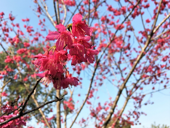 ＜苗栗＞讓全家慵懶一下午的苗栗魔法莊園