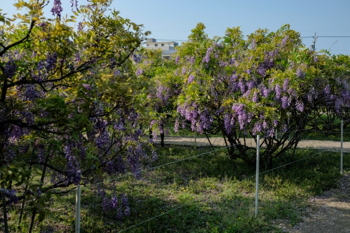 [亂拍照] 淡水紫藤咖啡園一店(屯山園區) + 富貴角燈塔空拍 + 關渡花海節