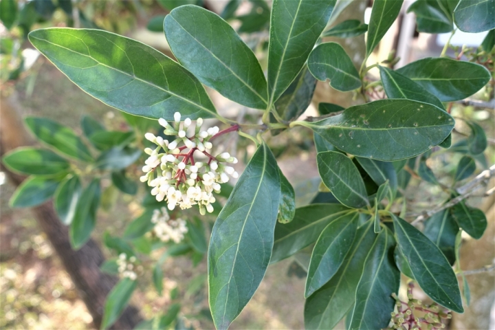 ＜苗栗＞讓全家慵懶一下午的苗栗魔法莊園