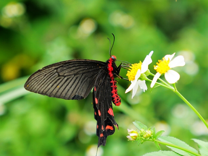 與那國嶼旅遊日記 2018/04/14~18 全集版