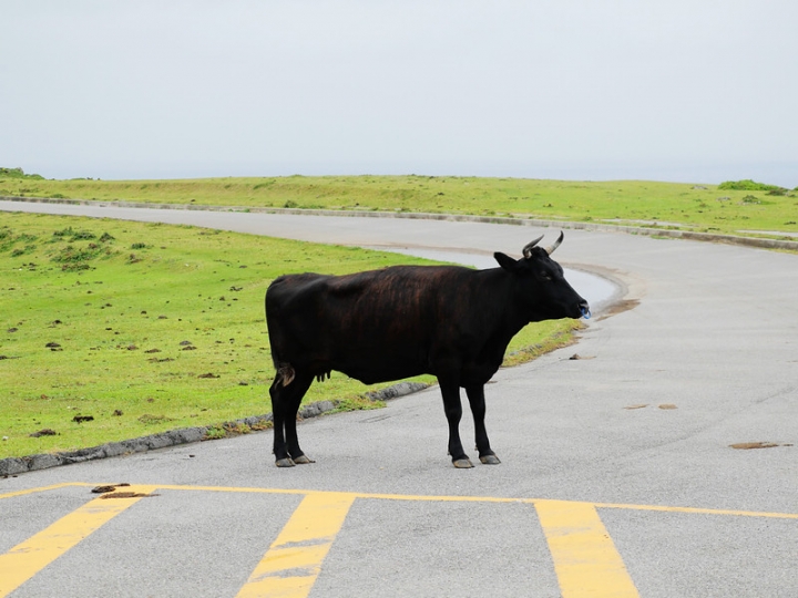 與那國嶼旅遊日記 2018/04/14~18 全集版