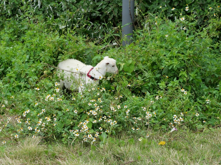 與那國嶼旅遊日記 2018/04/14~18 全集版
