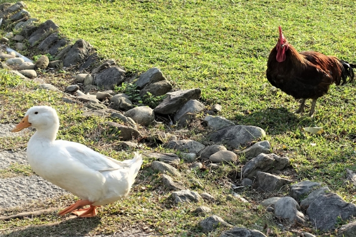 ＜苗栗＞讓全家慵懶一下午的苗栗魔法莊園