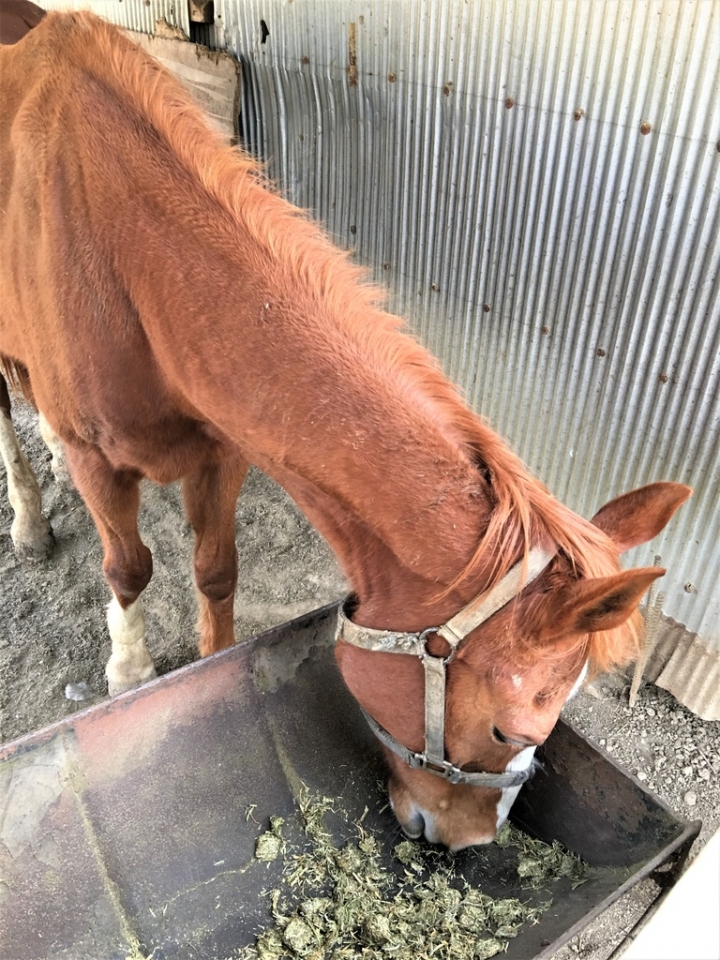 ＜苗栗＞讓全家慵懶一下午的苗栗魔法莊園