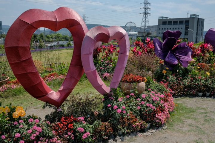 [亂拍照] 淡水紫藤咖啡園一店(屯山園區) + 富貴角燈塔空拍 + 關渡花海節