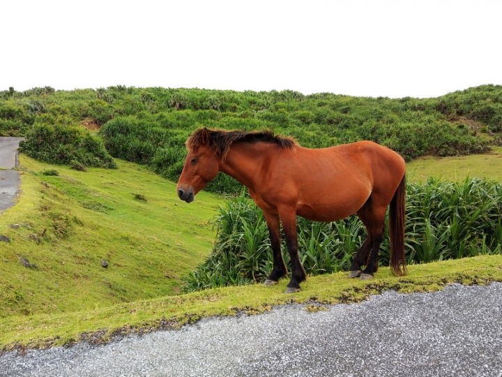 與那國嶼旅遊日記 2018/04/14~18 全集版