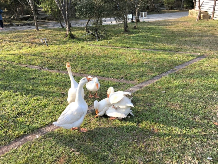 ＜苗栗＞讓全家慵懶一下午的苗栗魔法莊園
