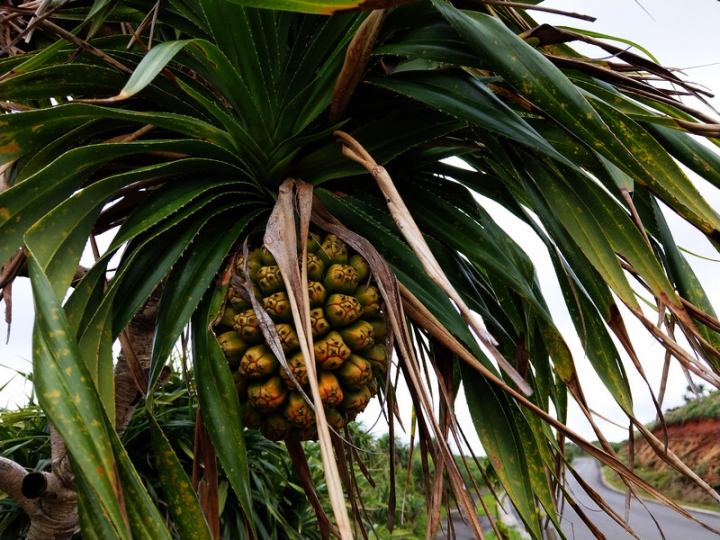 與那國嶼旅遊日記 2018/04/14~18 全集版