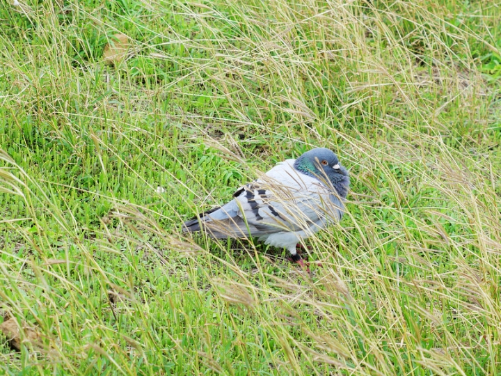 與那國嶼旅遊日記 2018/04/14~18 全集版