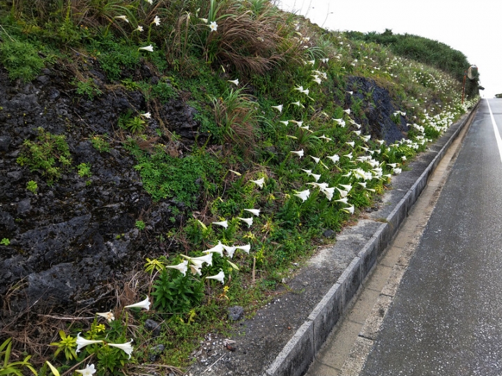 與那國嶼旅遊日記 2018/04/14~18 全集版
