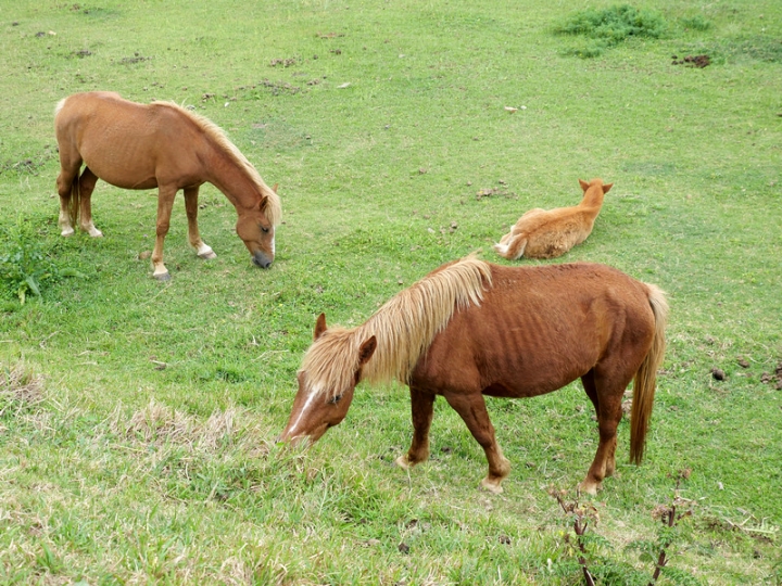 與那國嶼旅遊日記 2018/04/14~18 全集版