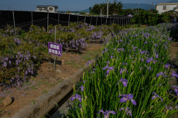 [亂拍照] 淡水紫藤咖啡園一店(屯山園區) + 富貴角燈塔空拍 + 關渡花海節