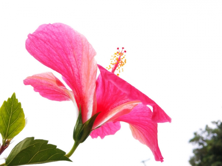 與那國嶼旅遊日記 2018/04/14~18 全集版