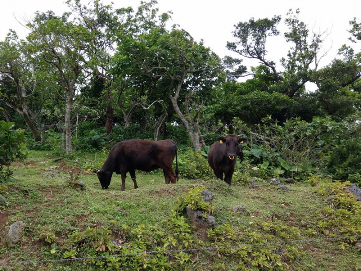 與那國嶼旅遊日記 2018/04/14~18 全集版