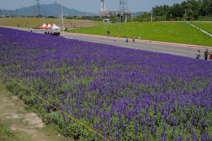 [亂拍照] 淡水紫藤咖啡園一店(屯山園區) + 富貴角燈塔空拍 + 關渡花海節