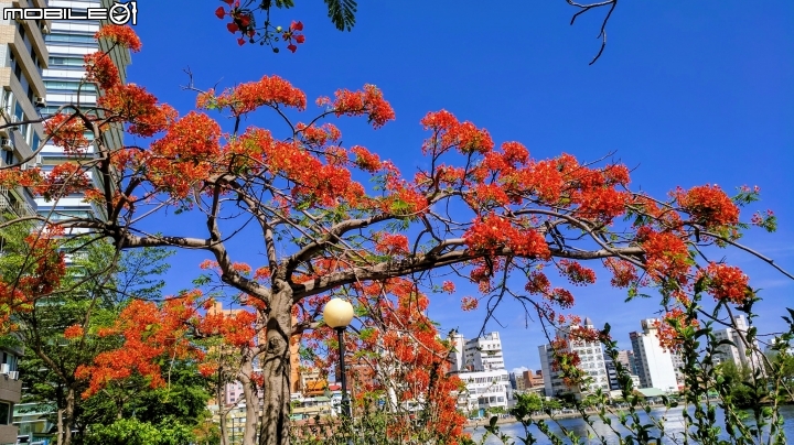 鳳凰花 台南市安平區安平運河公園 05/06
