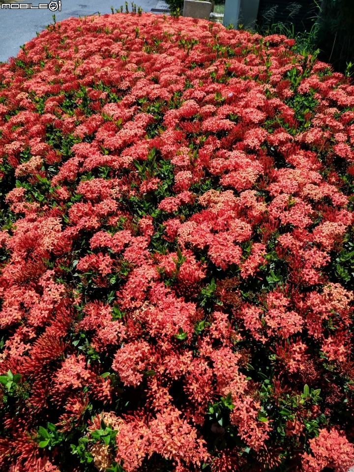 仙丹花+台灣海桐+大花紫薇 台南市南區灣裡活動中心 05/27
