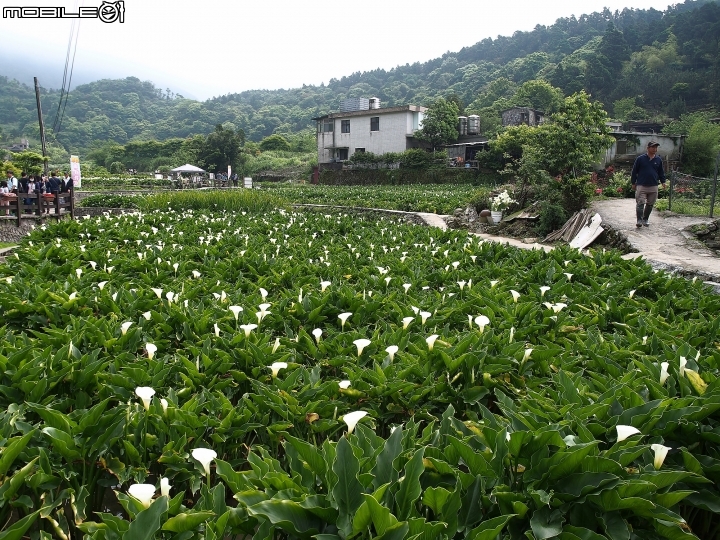 臺北市 北投區 2018竹子湖海芋季 -- 上火山，賞海芋去!!