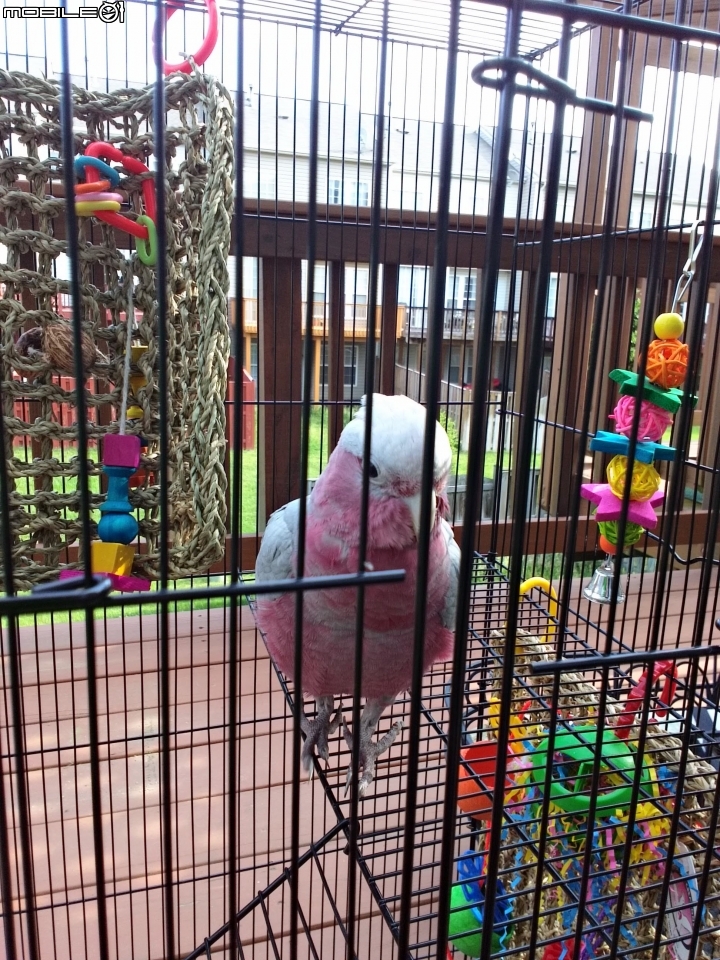台灣有多少人在養鳥?養鸚鵡類的人多嗎?