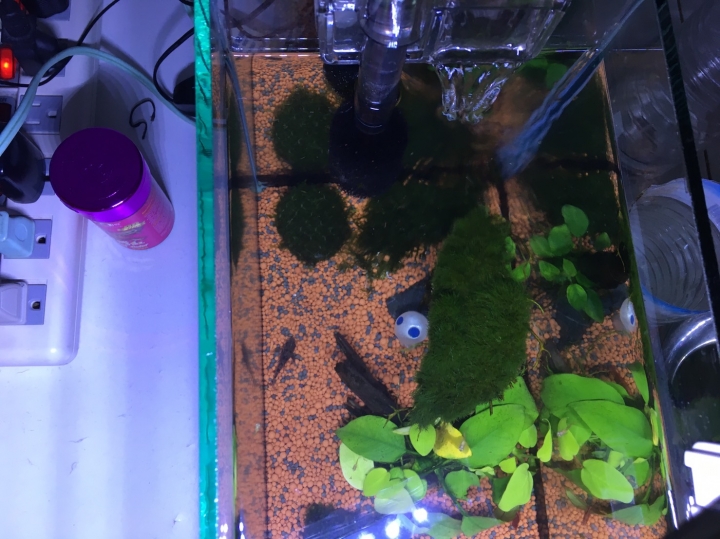 小魚缸配置求建檢