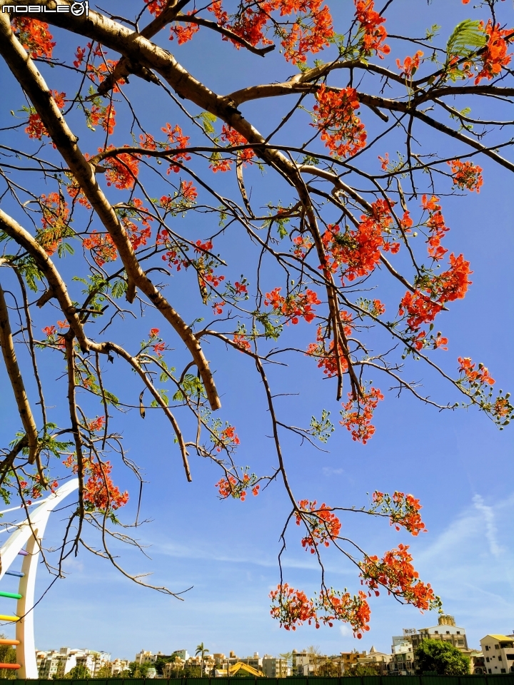 鳳凰花 台南市安平區安平運河公園 05/06