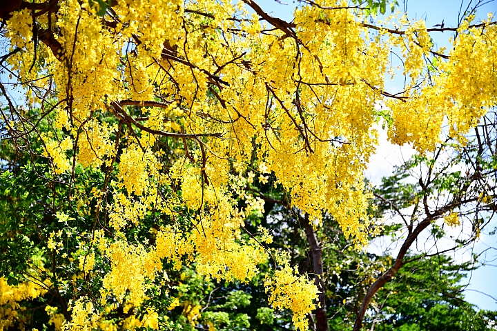 麟洛運動公園初夏美麗三寶：鳳凰花、雞蛋花和黃金雨阿勃勒
