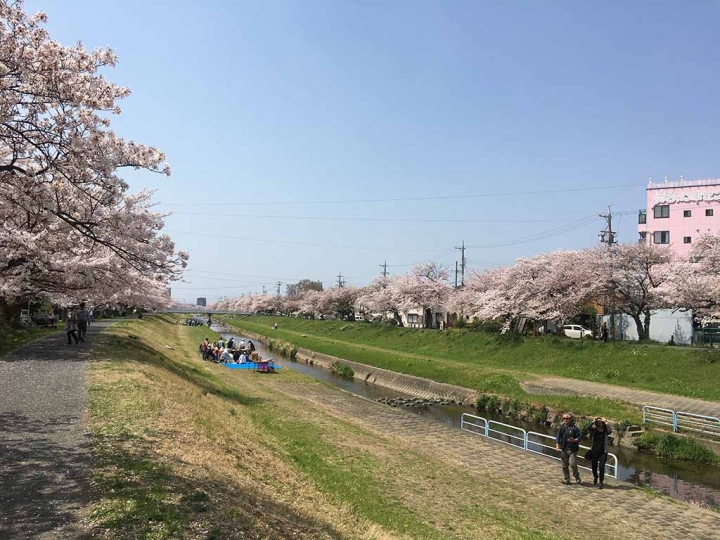 家族太平洋旅行社旅行之靜岡五日賞花團