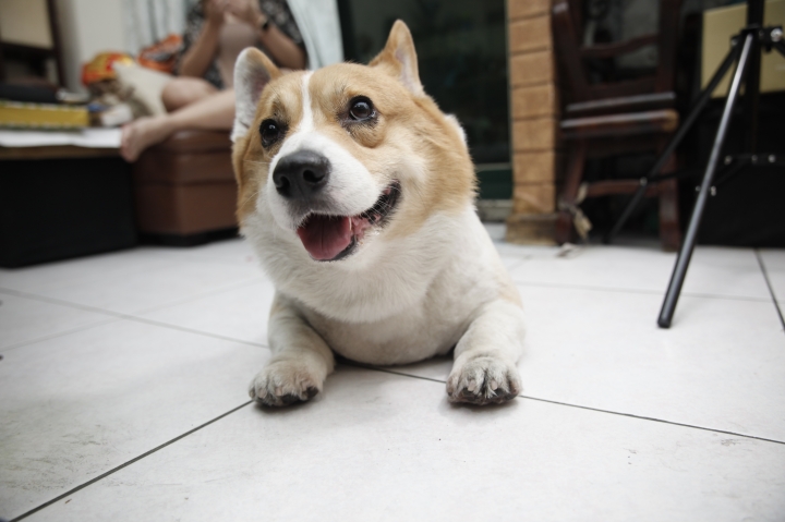 PETONEER寵物智能飲水機 網友體驗