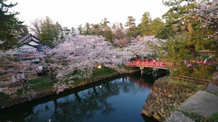 日本青森縣弘前城櫻花絕景