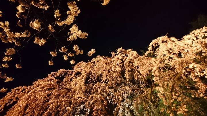 日本青森縣弘前城櫻花絕景