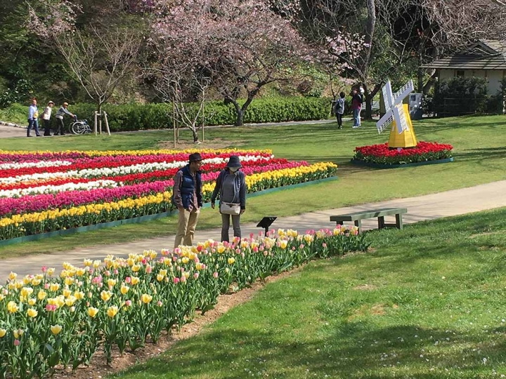 家族太平洋旅行社旅行之靜岡五日賞花團