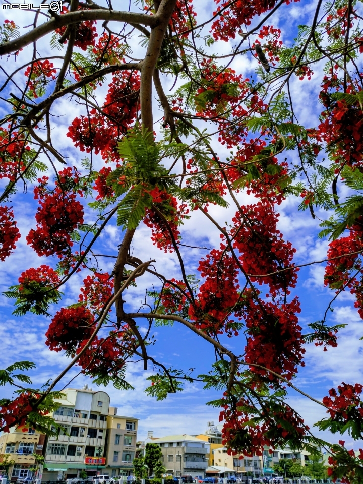 鳳凰花 台南市安平區安平運河公園 05/06