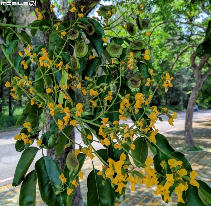 印度紫檀 台南市東區東寧運動公園 05/12