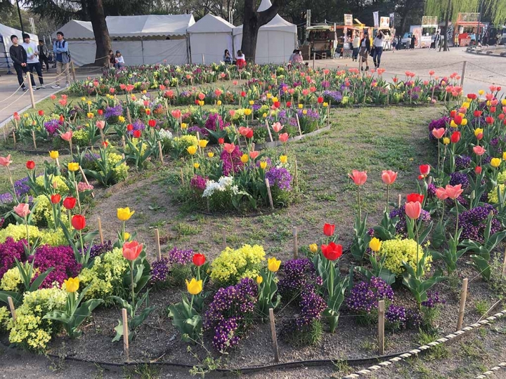 家族太平洋旅行社旅行之靜岡五日賞花團