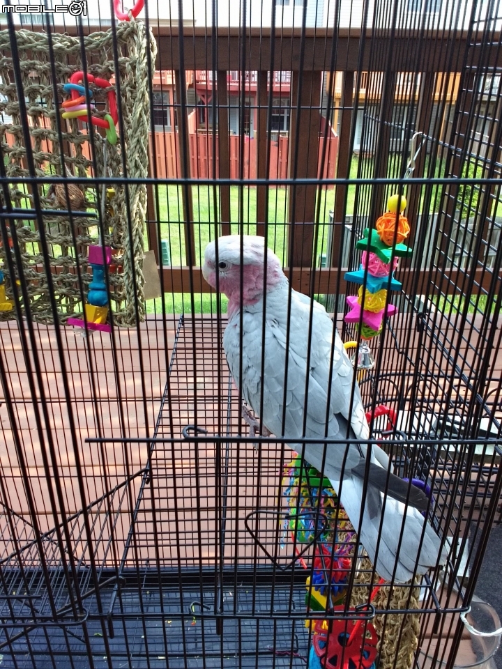 台灣有多少人在養鳥?養鸚鵡類的人多嗎?