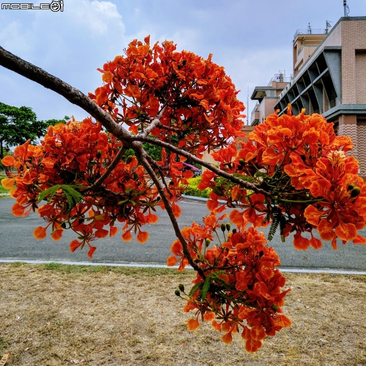 鳳凰花 高雄市燕巢區阿公店水庫 05/05
