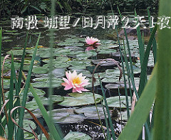 【食記*台北】老闆的秘密算命術&寵物友善&洗衣服&做蛋糕&乾燥花&喝咖啡全部都要「穿越九千公里交給你」!!