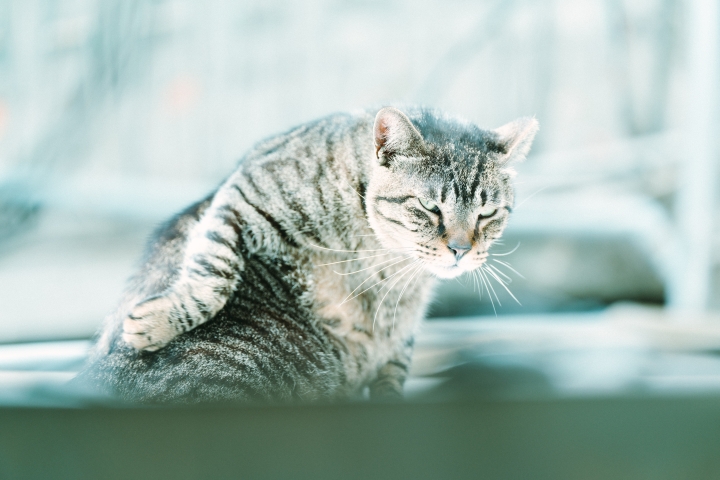 A7R2+Batis135mm 台北漫步