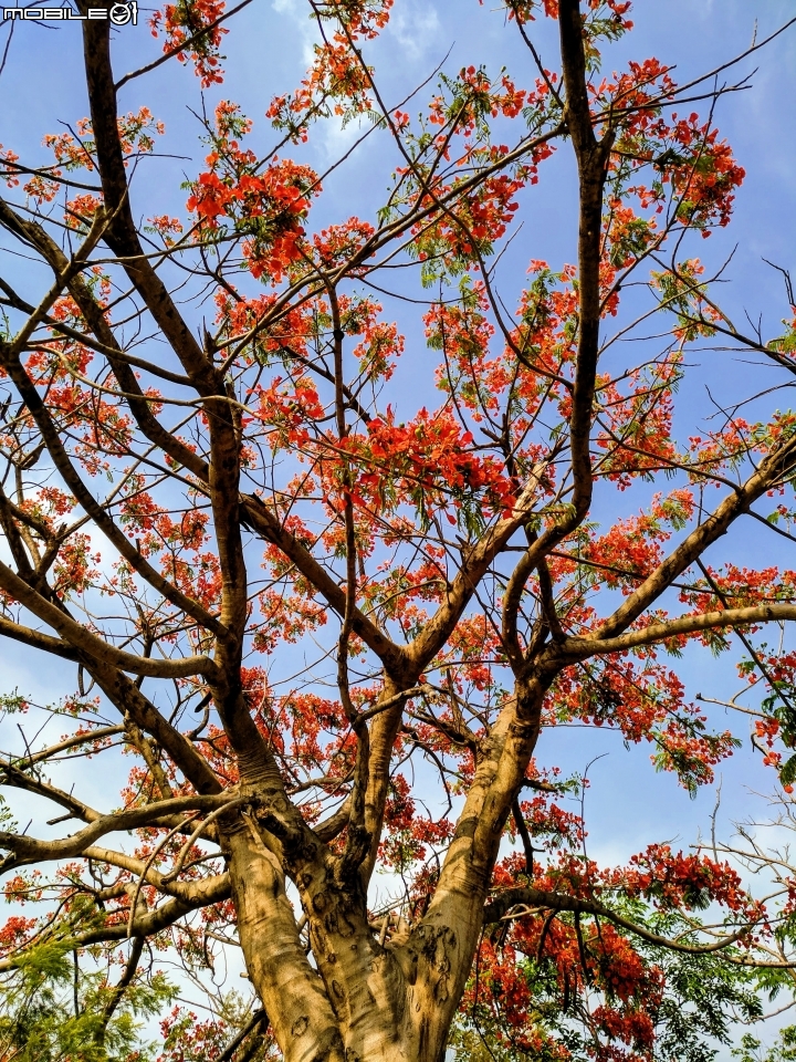 鳳凰花+緬梔花 台南市仁德區都會公園 05/05