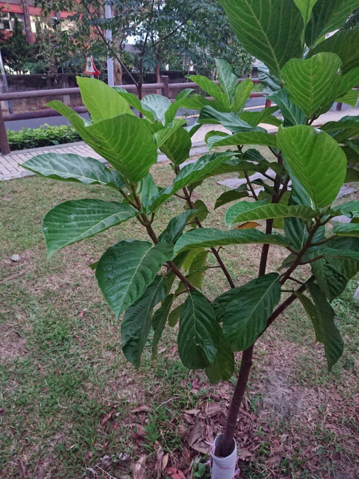 請問這是哪一種樹？