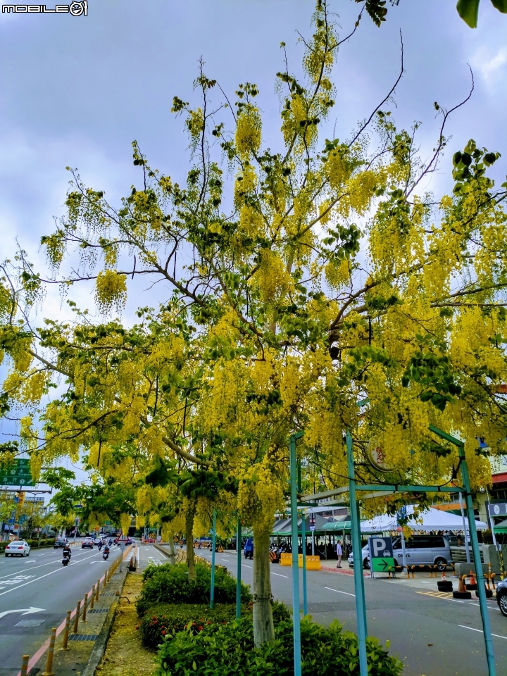 阿勃勒 台南仁德區中山路 05/13