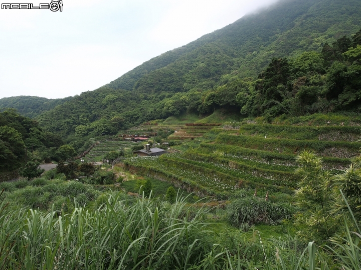 臺北市 北投區 2018竹子湖海芋季 -- 上火山，賞海芋去!!