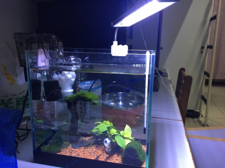 小魚缸配置求建檢