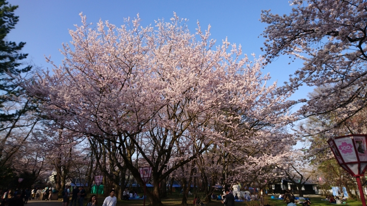 日本青森縣弘前城櫻花絕景