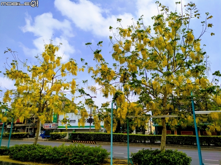 阿勃勒 台南仁德區中山路 05/13