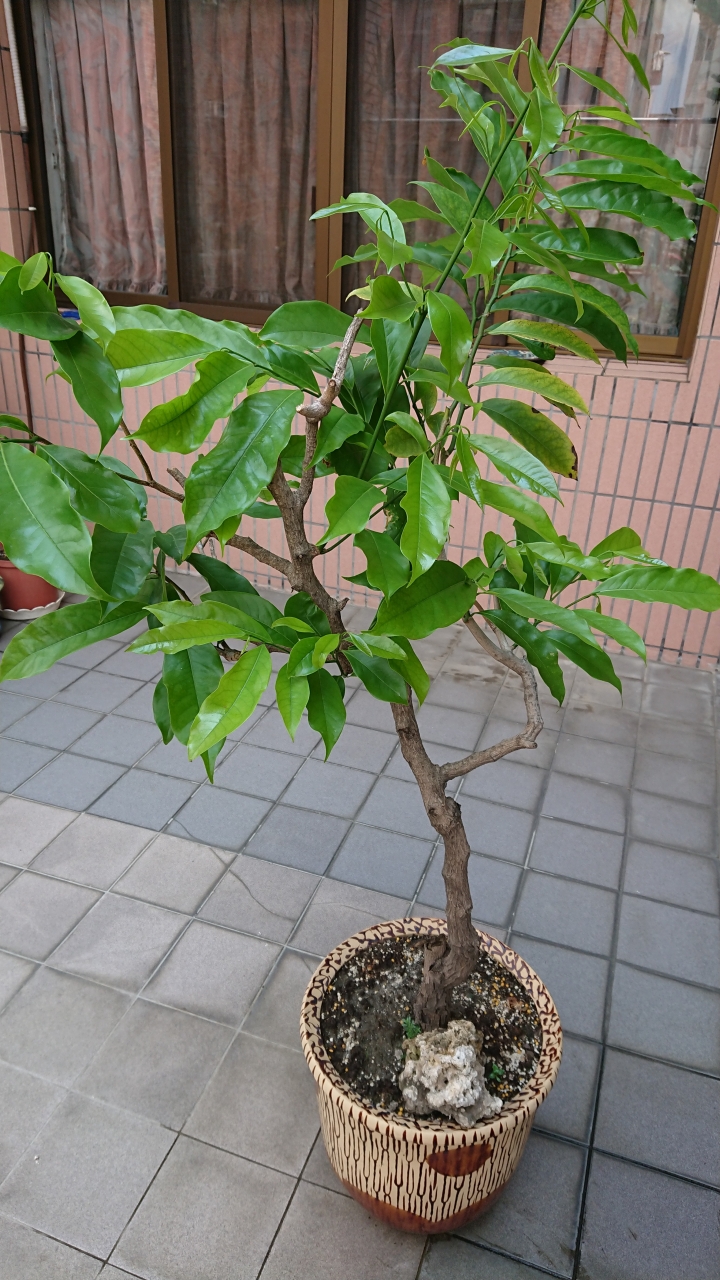 這是鷹爪花嗎？可我從不看過它開花