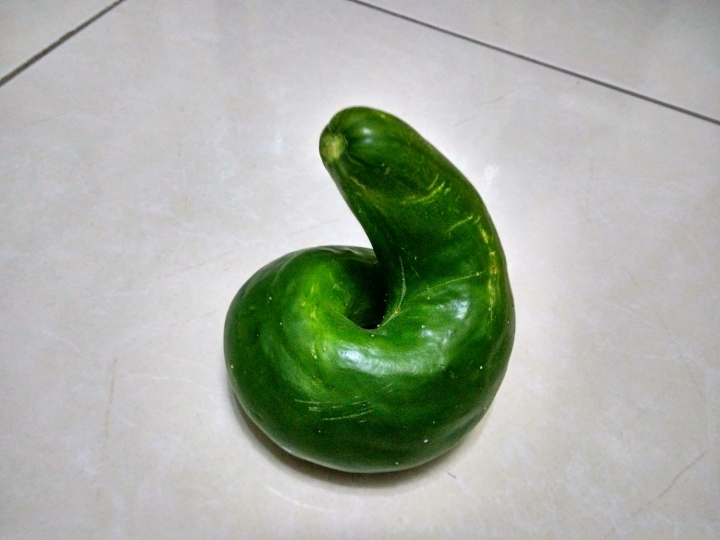 這是傳說中的大便瓜嗎?還是蛇瓜?海狗瓜?