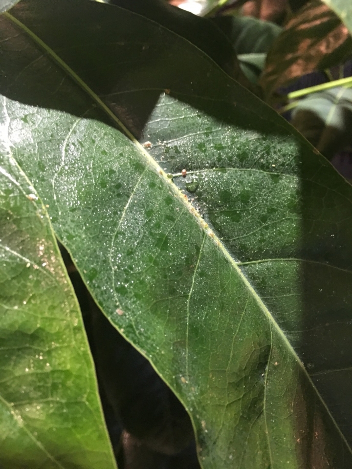 請問這棵是什麼植物?