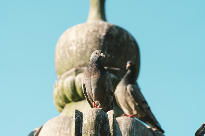 A7R2+Batis135mm 台北漫步