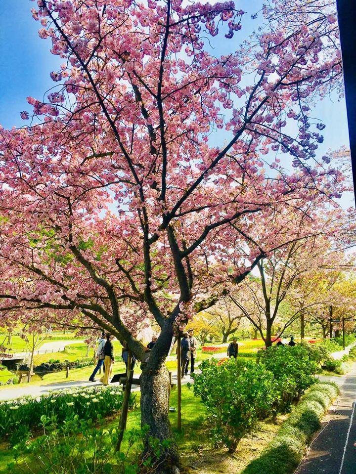 家族太平洋旅行社旅行之靜岡五日賞花團